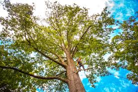 Trusted Marmaduke, AR Tree Services Experts